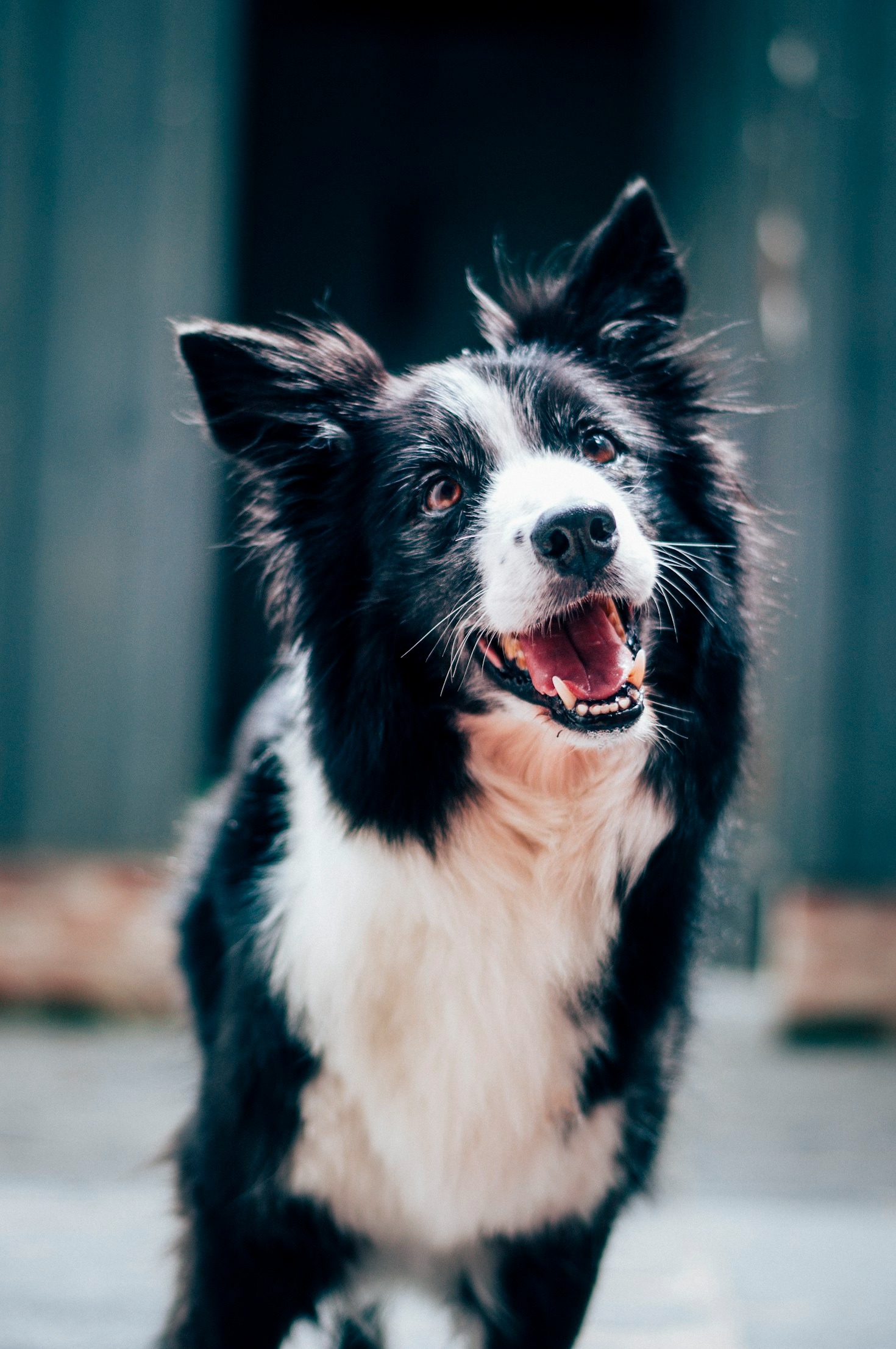 Hur du vårdar din collie optimalt