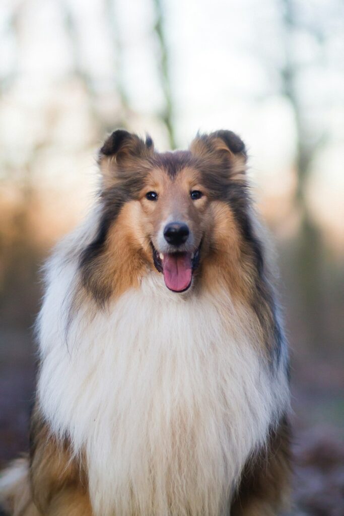 Collie långhår