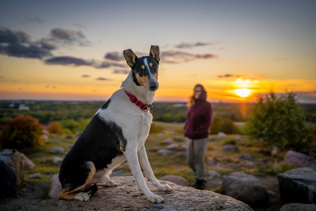 Collie korthår